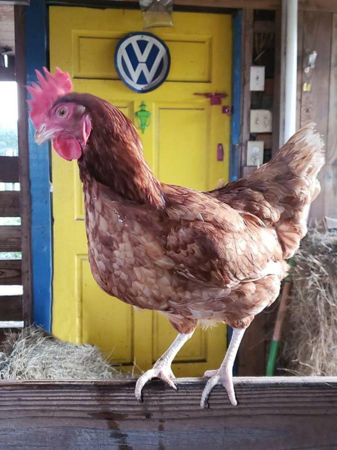 Kokomo Farms ライブ・オーク エクステリア 写真